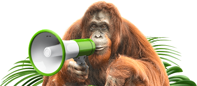 Orangutan